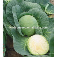 MC02 Guangyuan round shape hybrid cabbage seeds, hybrid vegetable seeds